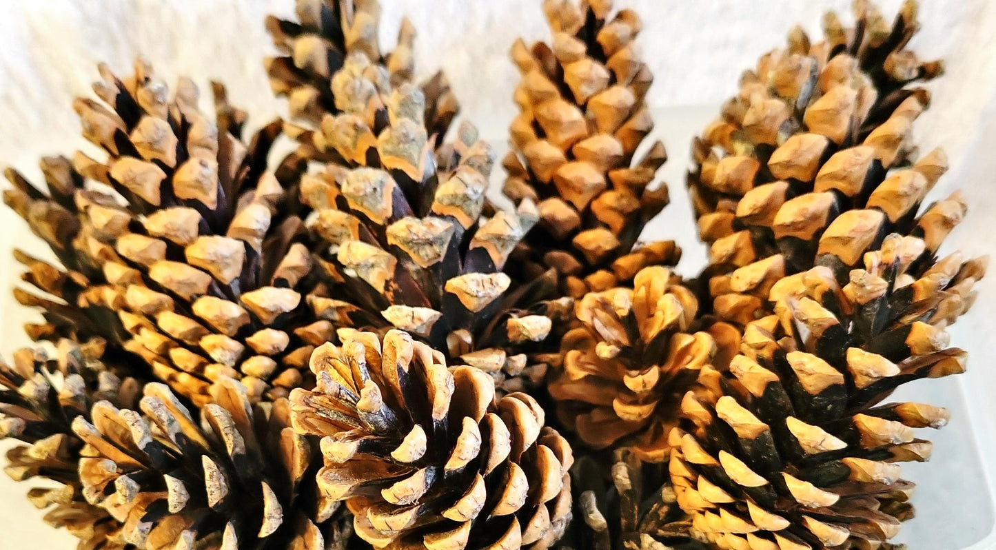 25 Large 3x2" Premium Pinecones